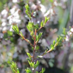 Cryptandra amara (Bitter Cryptandra) at O'Connor, ACT - 3 Oct 2020 by ConBoekel