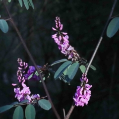 Indigofera australis subsp. australis (Australian Indigo) at O'Connor, ACT - 3 Oct 2020 by ConBoekel