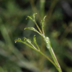 Clematis leptophylla (Small-leaf Clematis, Old Man's Beard) at O'Connor, ACT - 2 Oct 2020 by ConBoekel