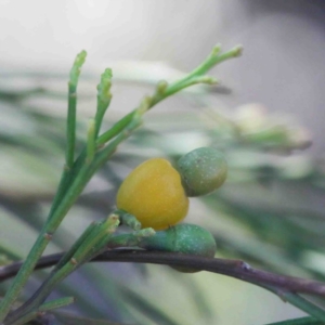 Exocarpos cupressiformis at O'Connor, ACT - 3 Oct 2020