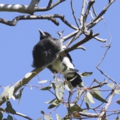 Gymnorhina tibicen (Australian Magpie) at Higgins, ACT - 4 Oct 2020 by AlisonMilton