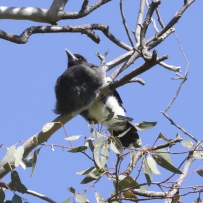 Gymnorhina tibicen (Australian Magpie) at Higgins, ACT - 4 Oct 2020 by AlisonMilton