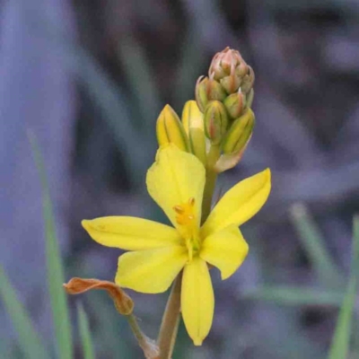 Bulbine bulbosa (Golden Lily) at O'Connor, ACT - 2 Oct 2020 by ConBoekel
