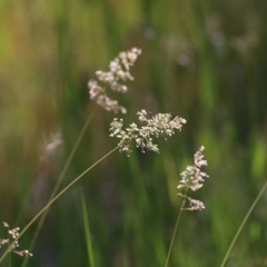 Holcus lanatus (Yorkshire Fog) at WREN Reserves - 2 Oct 2020 by Kyliegw