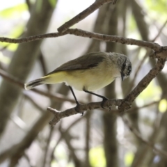 Acanthiza chrysorrhoa (Yellow-rumped Thornbill) at Higgins, ACT - 4 Oct 2020 by Alison Milton