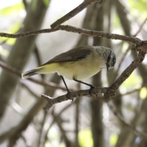 Acanthiza chrysorrhoa at Higgins, ACT - 5 Oct 2020