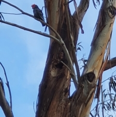 Callocephalon fimbriatum (Gang-gang Cockatoo) at Campbell, ACT - 23 Aug 2020 by ElaineStaples