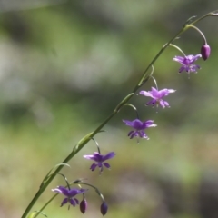 Arthropodium minus (Small Vanilla Lily) at Mount Ainslie - 3 Oct 2020 by Frogmouth