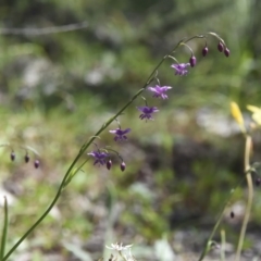 Arthropodium minus at Majura, ACT - 4 Oct 2020