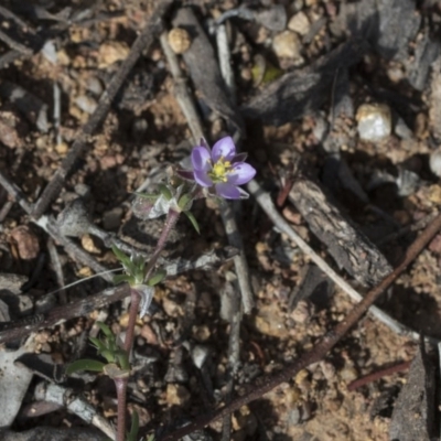 Spergularia rubra (Sandspurrey) at Holt, ACT - 29 Sep 2020 by AlisonMilton