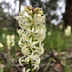 Stackhousia monogyna (Creamy Candles) at Mount Painter - 5 Oct 2020 by JasonC