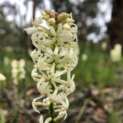 Stackhousia monogyna (Creamy Candles) at Mount Painter - 5 Oct 2020 by JasonC