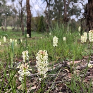 Stackhousia monogyna at Cook, ACT - 5 Oct 2020