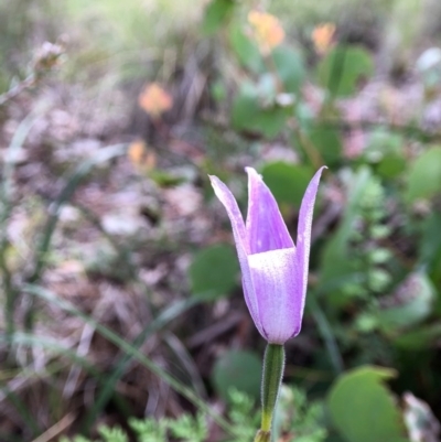 Glossodia major (Wax Lip Orchid) at Cook, ACT - 5 Oct 2020 by JasonC