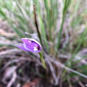 Glossodia major at Cook, ACT - 5 Oct 2020