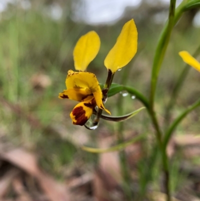 Diuris nigromontana (Black Mountain Leopard Orchid) at Cook, ACT - 5 Oct 2020 by JasonC