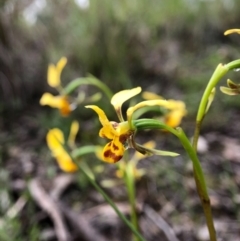 Diuris nigromontana at Cook, ACT - suppressed