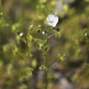 Drosera gunniana at Hawker, ACT - 2 Oct 2020 01:49 PM