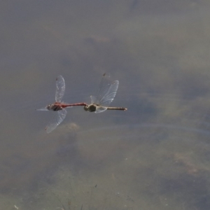 Diplacodes bipunctata at Holt, ACT - 29 Sep 2020