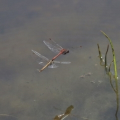 Diplacodes bipunctata at Holt, ACT - 29 Sep 2020