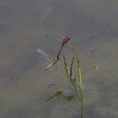 Diplacodes bipunctata at Holt, ACT - 29 Sep 2020