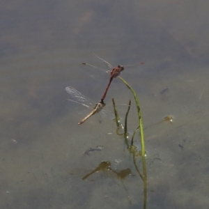 Diplacodes bipunctata at Holt, ACT - 29 Sep 2020