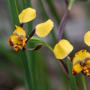 Diuris semilunulata at Paddys River, ACT - suppressed