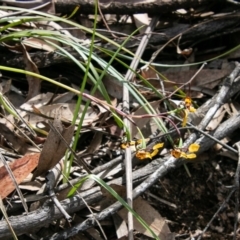 Diuris semilunulata at Paddys River, ACT - 4 Oct 2020