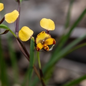 Diuris semilunulata at Paddys River, ACT - suppressed