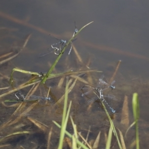 Austrolestes leda at Holt, ACT - 29 Sep 2020