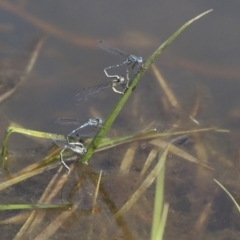 Austrolestes leda at Holt, ACT - 29 Sep 2020