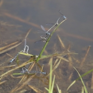 Austrolestes leda at Holt, ACT - 29 Sep 2020