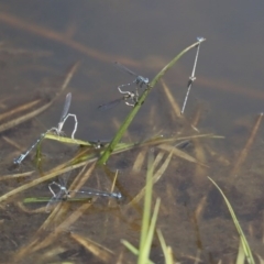 Austrolestes leda at Holt, ACT - 29 Sep 2020 01:01 PM