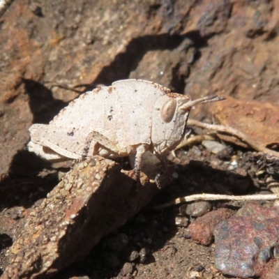 Goniaea sp. (genus) (A gumleaf grasshopper) at Booth, ACT - 4 Oct 2020 by RobParnell