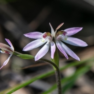 Caladenia carnea at Paddys River, ACT - suppressed