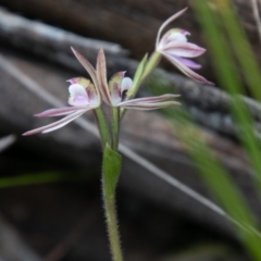 Caladenia carnea at Paddys River, ACT - suppressed