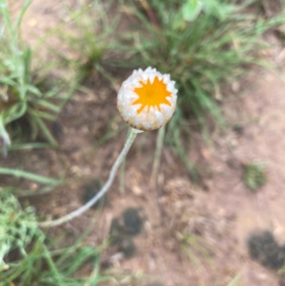 Leucochrysum albicans subsp. tricolor (Hoary Sunray) at Deakin, ACT - 6 Oct 2020 by KL