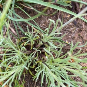 Leucochrysum albicans subsp. tricolor at Deakin, ACT - 6 Oct 2020