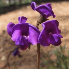 Swainsona sericea (Silky Swainson-Pea) at Red Hill, ACT - 3 Oct 2020 by RobParnell