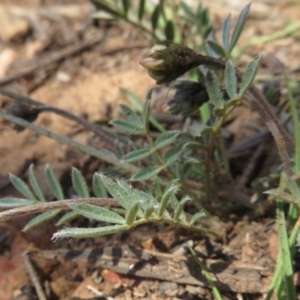 Swainsona sericea at Red Hill, ACT - 4 Oct 2020