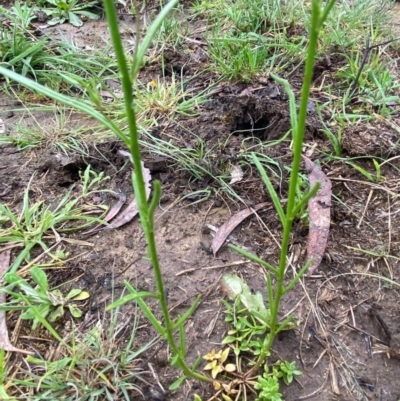 Linaria pelisseriana (Pelisser's Toadflax) at Hughes, ACT - 6 Oct 2020 by KL