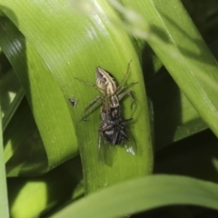 Oxyopes sp. (genus) (Lynx spider) at Higgins, ACT - 5 Oct 2020 by AlisonMilton