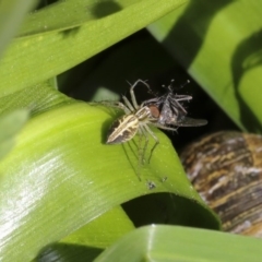 Oxyopes sp. (genus) at Higgins, ACT - 5 Oct 2020