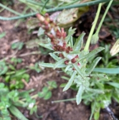 Gamochaeta calviceps (Narrowleaf Purple Everlasting) at Hughes, ACT - 6 Oct 2020 by KL