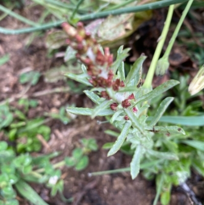 Gamochaeta calviceps (Narrowleaf Purple Everlasting) at Hughes, ACT - 6 Oct 2020 by KL