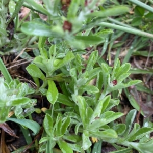 Gamochaeta calviceps at Hughes, ACT - 6 Oct 2020