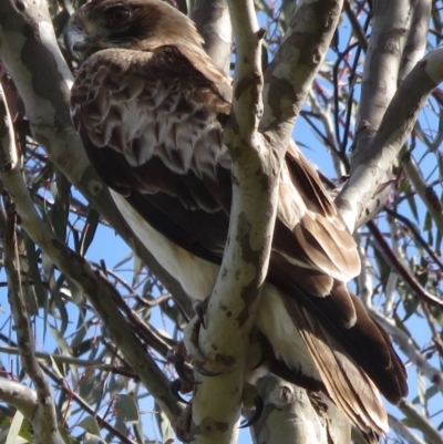 Hieraaetus morphnoides (Little Eagle) at Red Hill, ACT - 3 Oct 2020 by RobParnell