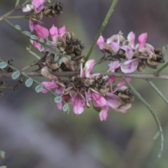 Indigofera adesmiifolia (Tick Indigo) at Hawker, ACT - 24 Sep 2020 by AlisonMilton