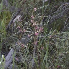 Indigofera adesmiifolia at Hawker, ACT - 24 Sep 2020 08:48 AM