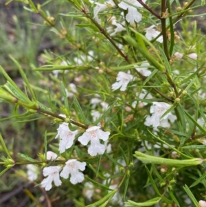 Westringia eremicola at Hughes, ACT - 6 Oct 2020